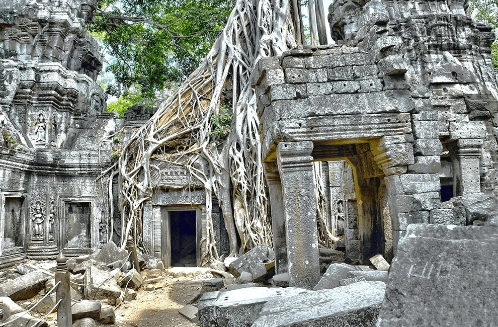 Tree roots surrounding Ta Prohm temple at Angkor